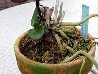 病気ですか 胡蝶蘭をいただいたけど写真のように葉っぱが茶色 黄色 Yahoo 知恵袋