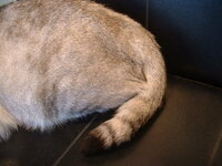 猫の尻尾が膨らむ現象は何と言うんでしょうか 猫って興奮する Yahoo 知恵袋
