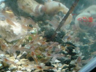 レッドチェリーシュリンプの体色変化 昨日まで赤かったエビが今日突然薄く Yahoo 知恵袋