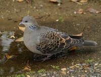 ホーホーホッホッホーと鳴く生物は 何ですか キジバト ヤマ Yahoo 知恵袋