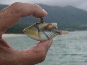 グアムで肌を噛んでくる魚への対応策が知りたいです 私は今月末にグアムへ友達と行 Yahoo 知恵袋