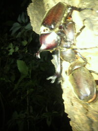 カブトムシのメスってみんななんて呼んでますか ちなみに私の地元では ばんば と Yahoo 知恵袋