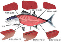 まぐろのｺﾄで質問なんですが まぐろの部分で 天身 てんみ Yahoo 知恵袋