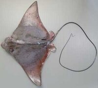 広島県の西部で釣りをしているのですが よく水面下にエイが泳いでいるのを見かけ Yahoo 知恵袋