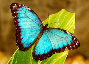めっちゃ綺麗な蝶を教えてください 世界一美しい蝶はブルー Yahoo 知恵袋