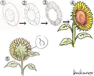 美術のポスターでヒマワリを描いているのですが アドバイスを下さい Yahoo 知恵袋