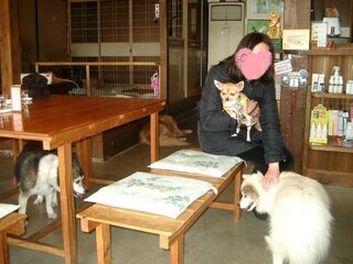 公共の場に雑種犬は恥ずかしい 13年飼ってるメスの雑種犬を先日 シャンプーして Yahoo 知恵袋