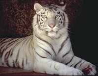 ホワイトタイガーってどんな動物ですか なるべく詳しく 分かりや Yahoo 知恵袋