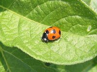 僕今中学生で夏休みの宿題で英語俳句を作れといわれたんですけど白い紙に Yahoo 知恵袋