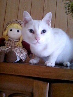 猫が帰って来るおまじないって効果ありますか？ - ありますよ。器を 