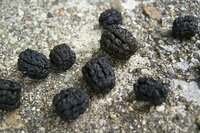 １週間前から黒い直径２ｍｍくらいの丸い糞が花壇の下に１００個 Yahoo 知恵袋