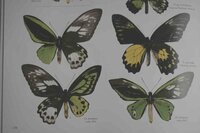羽の模様が左右非対称の蝶は存在するのでしょうか 左右非対称の模様 Yahoo 知恵袋