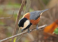 おもしろい習性がある動物 鳥とか っていませんかね またはそういう Yahoo 知恵袋