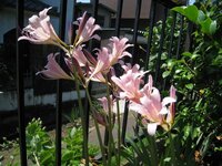 リコリスを6月下旬掘りあげて 10球根ほど 植え直ししましたが たったの一 Yahoo 知恵袋