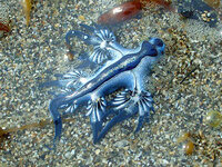 気持ち悪い生き物の画像があったら貼っていってください 気持ち悪いと Yahoo 知恵袋