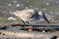 漢字で 田に鳥 田鳥なんて読みますか しぎ です 小柄で どこ Yahoo 知恵袋