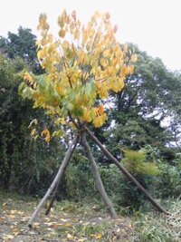 ポポーについて 栽培している方教えて下さい 庭に実がなる果樹を植樹したいと思 Yahoo 知恵袋