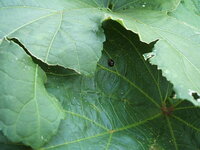 オクラに蟻がたかって困ってます 蟻がオクラの実にたかって 実が変形するよ Yahoo 知恵袋