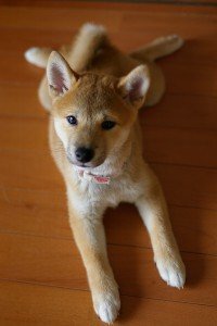 犬と目をジーッと合わせるのは 犬にとっては緊張するので良くないと本で読みました Yahoo 知恵袋