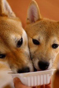 犬が好きな食べ物を教えてください ちなみにヨークシャーテリアです うち Yahoo 知恵袋