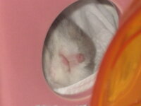 ハムスターの寝る場所についてです 皆様のハムちゃんのよくいる Yahoo 知恵袋