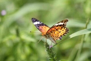 最近見かけるチョウについて 最近 珍しいチョウをよく見かけます アゲハは Yahoo 知恵袋