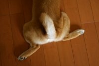 犬が尻尾を振るのは意識的に行っているのでしょうか それとも 自然とそ Yahoo 知恵袋