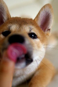 犬に きゅうりやトマトは少しならあげても大丈夫 と聞いたんです Yahoo 知恵袋