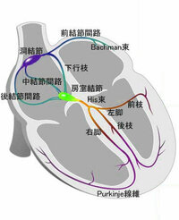 ヒス束とはどういったものでしょうか 心臓が一定のリズムで動くのは 電気刺 Yahoo 知恵袋