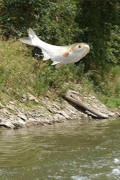 魚飛び跳ねている 川魚で 水面から飛び跳ねている姿の画像がほしいです Yahoo 知恵袋