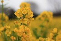 菜の花って くさくないですか 僕の鼻がおかしいんですか Yahoo 知恵袋