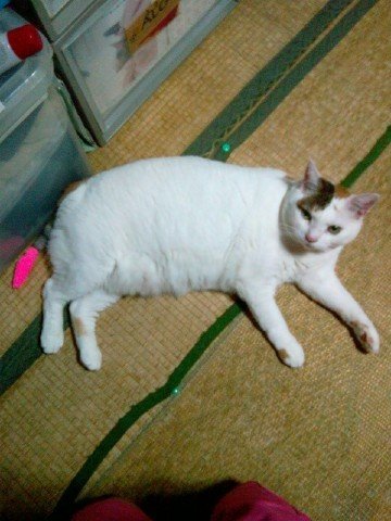 猫の尻尾が！ - うちの飼いネコの尻尾がある日を境にピンとたた 