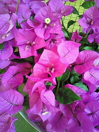 秘めた想い みたいな花言葉はありますか コマツヨイグサ 別 Yahoo 知恵袋