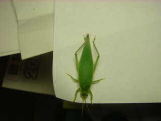 この時季に鳴く虫に鈴虫などがいますが 同じような仲間に緑色で菱形の虫は何 Yahoo 知恵袋