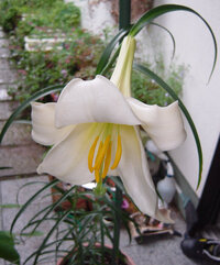 百合の花の中でも香りの薄いのがあってでは高い香りの花ゆりの名前を教えてください Yahoo 知恵袋