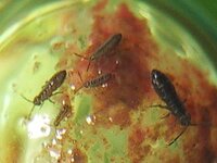 ２ ３ミリ程度の黒くて飛び跳ねる吸血虫の正体が気になっています 胴体は Yahoo 知恵袋