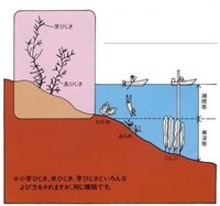 ひじきって 海中ではどんな風に生えてるんですか 何だかふと 気になったの Yahoo 知恵袋