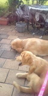 散歩デビューまもない犬が歩かない場合 餌で釣る 抱っこをする 並走し Yahoo 知恵袋