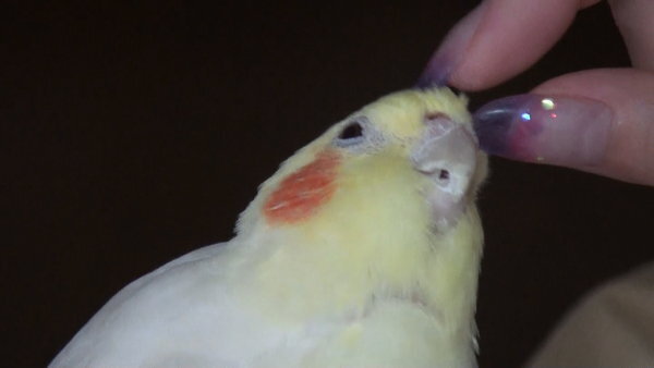 オカメインコのチークが濃いと、オスと聞きましたが、オスメスの