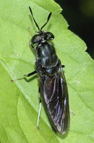 黒い蜂みたいな虫 １ヶ月くらい前からベランダから家の中によく入ってく Yahoo 知恵袋