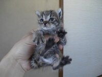 生後１ヶ月半の子猫 シャンプーしようとすると恐怖心からか脱兎の如く逃げ出します Yahoo 知恵袋