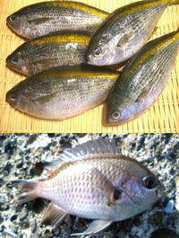 淡路島の洲本でサビキ釣りをしました バンバン釣れたのですが何の魚かも解ら Yahoo 知恵袋