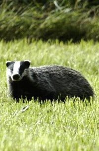 魯迅の書いた故郷に出てくる チャー という動物って どんなものなのですか Yahoo 知恵袋