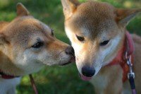 豆柴犬を飼いたいのですが 雄か雌かどちらが飼いやすいでしょうか 雄 Yahoo 知恵袋