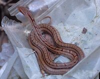 この蛇は何蛇でしょうか 赤ちゃんです シマヘビの幼体でしょ Yahoo 知恵袋