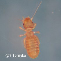 虫 白い 小さい