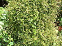 ワイヤープランツって花が咲くんですか 見た目の可愛さから ハイドロカルチャーで Yahoo 知恵袋