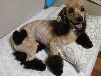 犬の毛は染められますか 染めれますがﾜﾝちゃんにはよくないのでやめて Yahoo 知恵袋