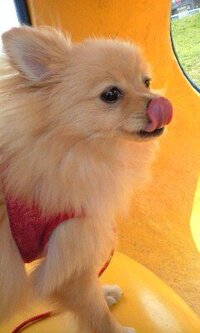 ポメが犬のなかで一番可愛いと思う人いますか ポメラニアンで Yahoo 知恵袋