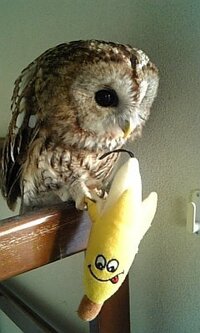 フクロウ ふくろう の好物と嫌いな物 食べれない 食べ物は何で Yahoo 知恵袋